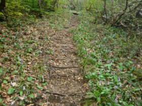 ☆カタクリロード