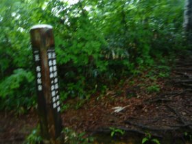 ハナヌキ峰分岐