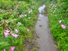 ☆ヒメサユリロード