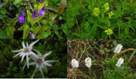 ☆小屋周辺はお花畑