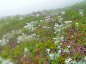 ☆ヒナウスユキソウ