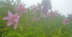 ☆ヒメサユリの楽園