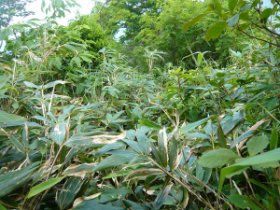 登山道はあるんだけれど