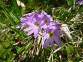 ハクサンコザクラ