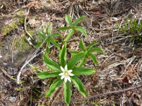 ☆小さくても咲いてます