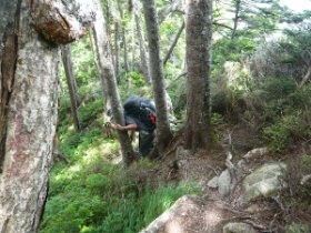 樹林帯に入りました