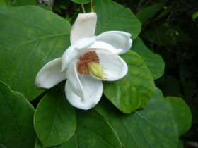 オオヤマレンゲ