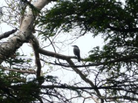 ☆ホシガラス？