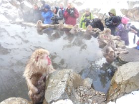 ☆地獄谷野猿公苑