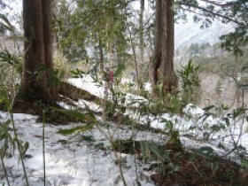 スノーシューでヤブ漕ぎ！