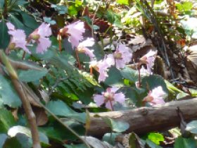 ☆イワウチワ満開