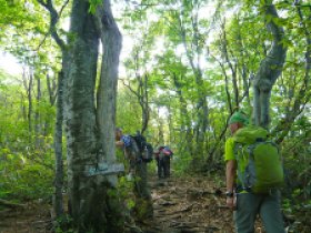 アダムとイブの木