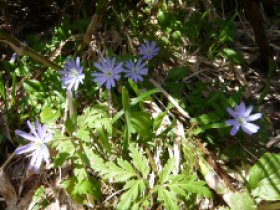 キクザキイチゲ