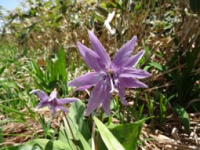 ☆花弁の多いカタクリ