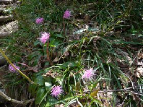 ショウジョウバカマ