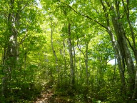 グリーンシャワー