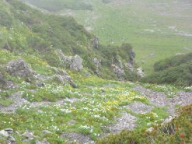 ☆登山道は花盛り