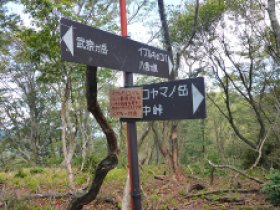 イブルギノコバ分岐